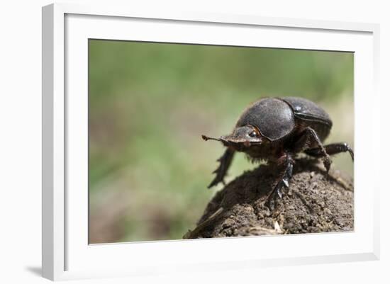 Dung Beetle-null-Framed Photographic Print