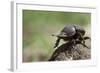 Dung Beetle-null-Framed Photographic Print