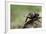 Dung Beetle-null-Framed Photographic Print