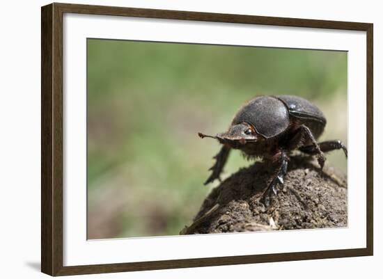 Dung Beetle-null-Framed Photographic Print