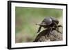 Dung Beetle-null-Framed Photographic Print