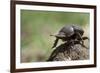 Dung Beetle-null-Framed Photographic Print