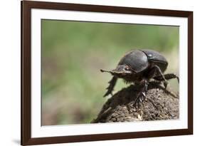 Dung Beetle-null-Framed Photographic Print