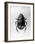 Dung Beetle-null-Framed Photographic Print