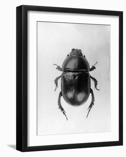 Dung Beetle-null-Framed Photographic Print