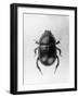 Dung Beetle-null-Framed Photographic Print