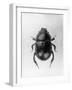 Dung Beetle-null-Framed Photographic Print