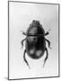 Dung Beetle-null-Mounted Photographic Print