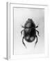 Dung Beetle-null-Framed Photographic Print