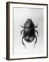 Dung Beetle-null-Framed Photographic Print