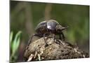 Wood Mount