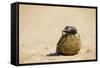Dung Beetles in Kgalagadi Transfrontier Park-Paul Souders-Framed Stretched Canvas