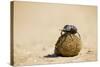 Dung Beetles in Kgalagadi Transfrontier Park-Paul Souders-Stretched Canvas