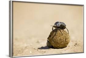 Dung Beetles in Kgalagadi Transfrontier Park-Paul Souders-Framed Photographic Print