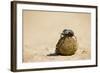 Dung Beetles in Kgalagadi Transfrontier Park-Paul Souders-Framed Photographic Print