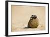 Dung Beetles in Kgalagadi Transfrontier Park-Paul Souders-Framed Photographic Print