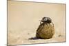 Dung Beetles in Kgalagadi Transfrontier Park-Paul Souders-Mounted Photographic Print