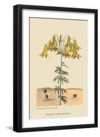 Dung Eating Beetles-Mark Catesby-Framed Art Print