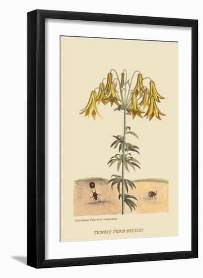 Dung Eating Beetles-Mark Catesby-Framed Art Print