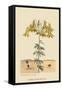 Dung Eating Beetles-Mark Catesby-Framed Stretched Canvas