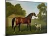 Dungannon, the Property of Colonel O'Kelly, Painted in a Paddock with a Sheep, 1793-George Stubbs-Mounted Giclee Print