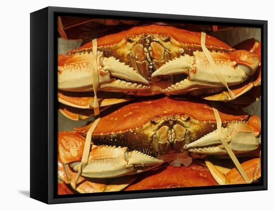 Dungeness Crab at Pike Place Public Market, Seattle, Washington State, USA-David Barnes-Framed Stretched Canvas