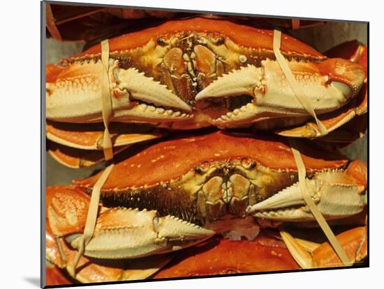 Dungeness Crab at Pike Place Public Market, Seattle, Washington State, USA-David Barnes-Mounted Photographic Print