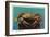 Dungeness Crab on Hood Canal - Hood Canal, WA-Lantern Press-Framed Art Print