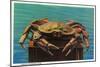 Dungeness Crab on Hood Canal - Hood Canal, WA-Lantern Press-Mounted Art Print