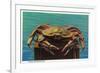 Dungeness Crab on Hood Canal - Hood Canal, WA-Lantern Press-Framed Premium Giclee Print