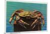 Dungeness Crab on Hood Canal - Hood Canal, WA-Lantern Press-Mounted Premium Giclee Print