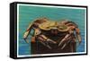 Dungeness Crab on Hood Canal - Hood Canal, WA-Lantern Press-Framed Stretched Canvas