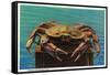 Dungeness Crab on Hood Canal - Hood Canal, WA-Lantern Press-Framed Stretched Canvas