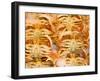 Dungeness Crab, Pike's Place Market, Seattle, Washington, USA-null-Framed Photographic Print