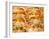 Dungeness Crab, Pike's Place Market, Seattle, Washington, USA-null-Framed Photographic Print