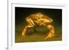 Dungeness crab standing on seabed, Vancouver, Pacific Ocean-David Fleetham-Framed Photographic Print