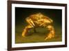 Dungeness crab standing on seabed, Vancouver, Pacific Ocean-David Fleetham-Framed Photographic Print