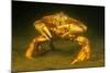 Dungeness crab standing on seabed, Vancouver, Pacific Ocean-David Fleetham-Mounted Photographic Print