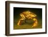 Dungeness crab standing on seabed, Vancouver, Pacific Ocean-David Fleetham-Framed Photographic Print