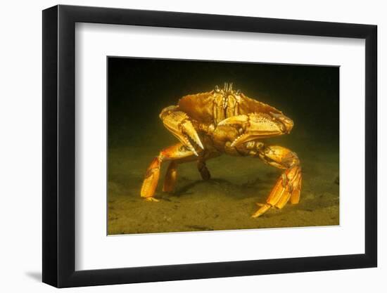 Dungeness crab standing on seabed, Vancouver, Pacific Ocean-David Fleetham-Framed Photographic Print