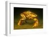 Dungeness crab standing on seabed, Vancouver, Pacific Ocean-David Fleetham-Framed Photographic Print