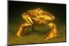 Dungeness crab standing on seabed, Vancouver, Pacific Ocean-David Fleetham-Mounted Photographic Print