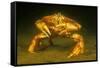 Dungeness crab standing on seabed, Vancouver, Pacific Ocean-David Fleetham-Framed Stretched Canvas