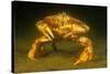 Dungeness crab standing on seabed, Vancouver, Pacific Ocean-David Fleetham-Stretched Canvas