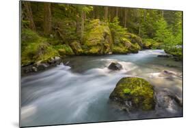 Dungeness River, Buckhorn Wilderness, Olympic NF, Washington, USA-Gary Luhm-Mounted Photographic Print
