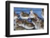 Dunlin among resting western sandpipers.-Ken Archer-Framed Photographic Print