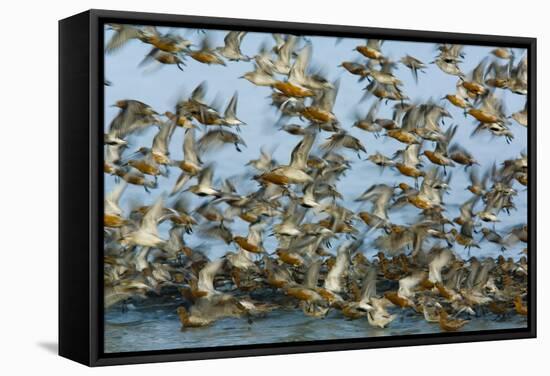 Dunlin (Calidris Alpina) and Knot (Calidris Canutus) Flock Taking Off, Grossmorsum, Sylt, Germany-Novák-Framed Stretched Canvas