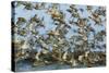 Dunlin (Calidris Alpina) and Knot (Calidris Canutus) Flock Taking Off, Grossmorsum, Sylt, Germany-Novák-Stretched Canvas