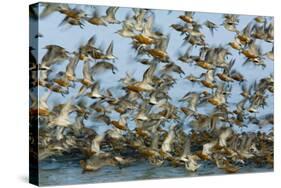 Dunlin (Calidris Alpina) and Knot (Calidris Canutus) Flock Taking Off, Grossmorsum, Sylt, Germany-Novák-Stretched Canvas