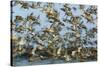 Dunlin (Calidris Alpina) and Knot (Calidris Canutus) Flock Taking Off, Grossmorsum, Sylt, Germany-Novák-Stretched Canvas